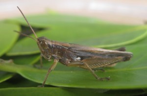 Spotted-winged grasshopper, one of two insect herbivores the team tested to see if they would eat mangrove leaves. (Alex Forde/UMD)