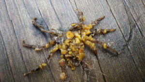 Crab covered in orange tunicate